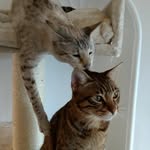 Aten,Jinx,Stevie,Layla,Floyd,H - @atenjinxstevielaylafloydhat - Instagram