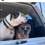 Floyd & Layla - @floydamstaff_layla_ambull - Instagram