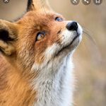 Дольникова Вера - @__layla_fox_ - Instagram