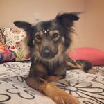 Layla 🐾 Dog Lifestyle - @laylafoxdog - Instagram