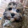layla_fox - @laylathecrackhead01 - TikTok