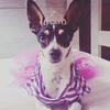Layla Fox Paulistinha - @layla_foxpaulistinha - TikTok