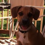 Layla & Franklin - @frankandlayla - Instagram
