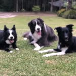 Layla, Frank & Zen - @acoupleofcollies - Instagram