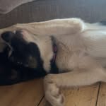 Laylarosefrankham - @layla.frank14 - Instagram