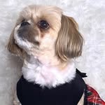 Layla Gaines - @layla.the.shihtzu_ - Instagram
