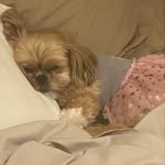 Layla Gaines - @misslayla_theshihtzu - Instagram