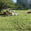 Layla Gomez - @layla.gomez707 - TikTok