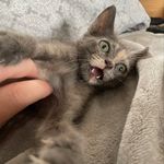 Layla Gregory - @laylasspammm_03 - Instagram