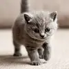 Layla Ham - @layla.ham7 - TikTok