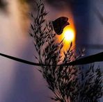Layla Hammoud - Facebook