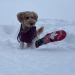 Layla Harrison - @layladoodle2019 - Instagram