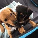 Henry & Layla - @henry_layla - Instagram