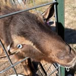 Layla Herrera - @momma_goat_lady - Instagram