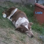 Layla Hoffman - @layla__the_doggey - Instagram