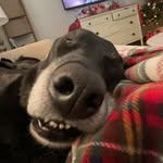 BOOMSHAKALACKAONATACA - @laylahoffman85 - Instagram