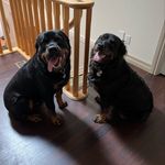 Layla & Hogan - @layla.and.hogan - Instagram