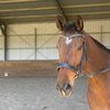 Layla Holmes - @demon_racehorse - TikTok