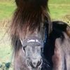 Layla Holmes - @crazy_pony321 - TikTok