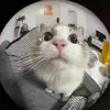 layla!! - @layla.holt23 - TikTok