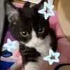 Layla - @layla.howard08 - TikTok