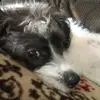 laylahowell10 - @laylahowell1030 - TikTok