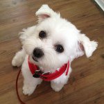 Layla Rae Hufflepup - @laylaraehufflepup - Instagram