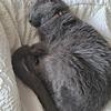 Crazy cat - @laylaingram80 - TikTok