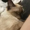 laylaingram79 - @laylaingram79 - TikTok