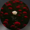 جمال نورة🥀❤️‍🩹 - @laylajamal164 - TikTok
