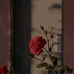 Layla Jamal - Facebook