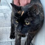 Layla - @layla.die.katze - Instagram