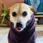 Layla the Love Bug Katz-Dog - @laylakatzcreative - Instagram