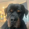 XXLaylaKingXX - @xxlaylakingxx - TikTok
