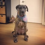 Layla Koch - @little_layla_koch - Instagram