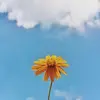 Hi - @layla.lam.n - TikTok