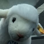 Layla Lamb - @layla_the_lamb - Instagram