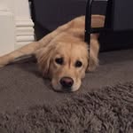 Layla Lamb - @laylalamb - Instagram