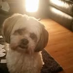layla the dog - @layla_lamb_ - Instagram