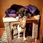 Layla and Leonard - @layla_and_leonard - Instagram