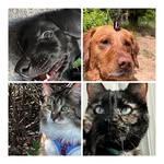 Luci, V, Layla, & Leonard <3 - @4furrybenzies - Instagram