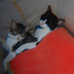 Planeta_dos_gatos_Layla_Leonardo - @layla_e_leonardo - Instagram
