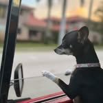 Coco Layla Lester - @coco_the_tiny_chihuahua77 - Instagram