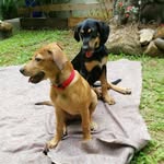 Linus & Lucy (RIP Lucy 31-1-22💔), Layla & Lester - @linusnlucyseychelles - Instagram