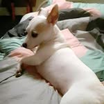 Layla Mitchell - @lnichole2009 - Instagram