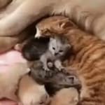 Layla pena - @em__prol._dos._animais - Instagram