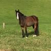 LaLa 🤎🐴 - @layla.riggs - TikTok