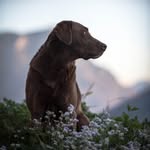 Layla the Labby + Mr. Riley - @layla_the_labby - Instagram