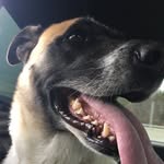 Layla - @layla_savage_dog - Instagram