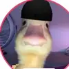 🦆 - @layla_simmons50 - TikTok
